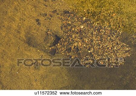 Stock Image - Close-Up, Rock. Fotosearch