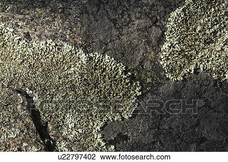 Stock Image - Close-Up, Rock. Fotosearch