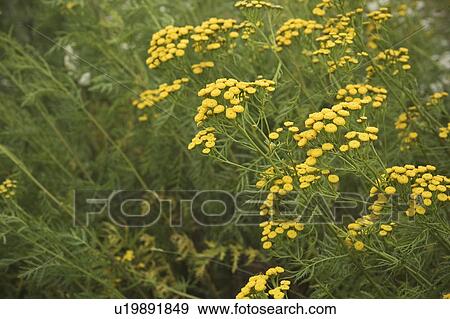 Stock Photo - Cluster, Beauty, Close-Up, Climate, Calm, Aroma. Fotosearch