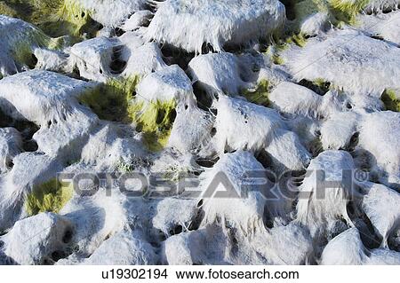 Picture - Coast, Mossy. Fotosearch