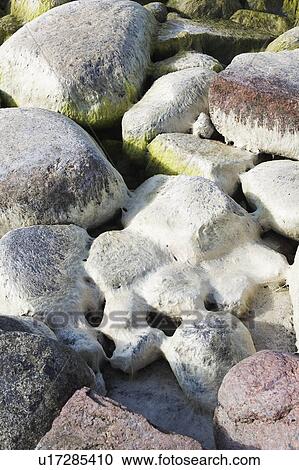 Coast, Mossy View Large Photo Image Stock Image - Coast, Mossy. Fotosearch