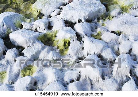 Coast, Mossy View Large Photo Image Stock Photo - Coast, Mossy. Fotosearch