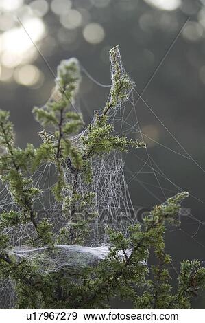 Cobweb, Day, Focus On Foreground, Leaf View Large Photo Image Stock Photo - Cobweb, Day, Focus On Foreground, Leaf. Fotosearch