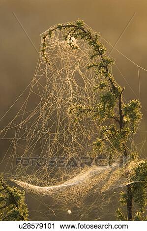 Stock Image - Cobweb, Focus On Foreground, High Section, Leaf, Natural Pattern. Fotosearch