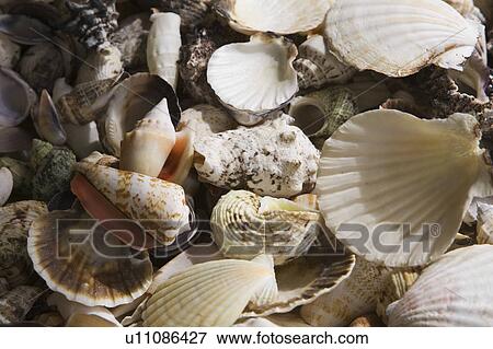 Stock Photo - Conch, Gastropods, Fossil, Ammonite. Fotosearch