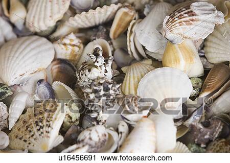 Conch, Habitat, Gastropods, Fossil, Ammonite View Large Photo Image Stock Image - Conch, Habitat, Gastropods, Fossil, Ammonite. Fotosearch