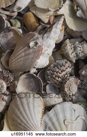 Conch, Habitat, Gastropods, Fossil, Ammonite View Large Photo Image Stock Photography - Conch, Habitat, Gastropods, Fossil, Ammonite. Fotosearch