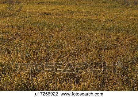 Condition, Day, Cultivation, Crop, Agriculture View Large Photo Image Stock Image - Condition, Day, Cultivation, Crop, Agriculture. Fotosearch