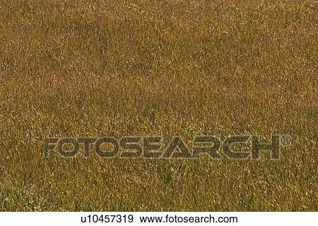 Stock Photo - Condition, Day, Cultivation, Crop, Agriculture. Fotosearch