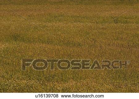 Stock Photo - Condition, Day, Cultivation, Crop, Agriculture. Fotosearch