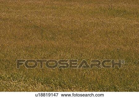Stock Photo - Condition, Day, Cultivation, Crop, Agriculture. Fotosearch