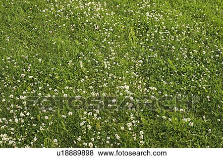 Condition, Day, Cultivation, Crop, Agriculture View Large Photo Image Stock Photo - Condition, Day, Cultivation, Crop, Agriculture. Fotosearch