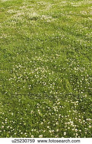 Stock Photo - Condition, Day, Cultivation, Crop, Agriculture. Fotosearch