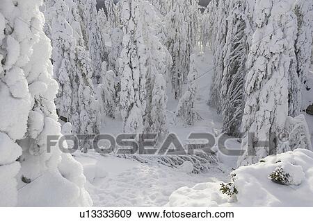Stock Photo - Covering, Day, Dense, Evergreen Tree, Fallen Tree. Fotosearch