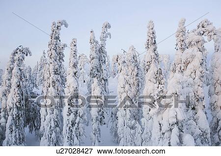 Stock Photo - Covering, Day, Dense, Forest. Fotosearch