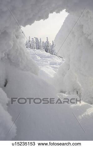 Stock Image - Covering, Day, Evergreen Tree, Forest, Icicle. Fotosearch