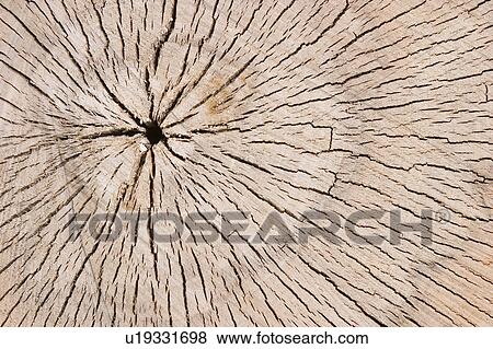 Cracks, Grain, Design, Cross-Section, Appearance View Large Photo Image Stock Photo - Cracks, Grain, Design, Cross-Section, Appearance. Fotosearch