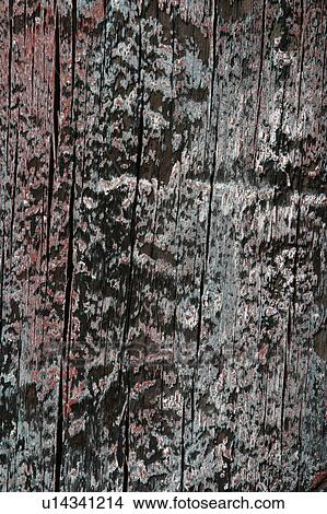 Picture - cracks, old, cracked, tree, tree bark, bark. Fotosearch