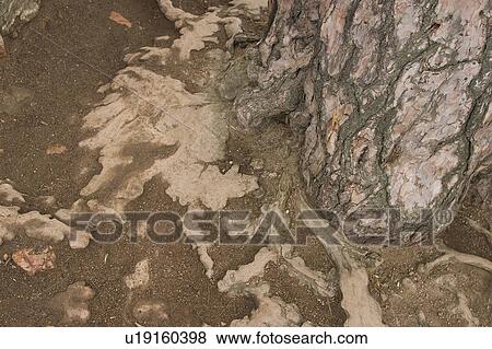 cracks, old, cracked, tree, tree bark, bark View Large Photo Image Stock Photo - cracks, old, cracked, tree, tree bark, bark. Fotosearch