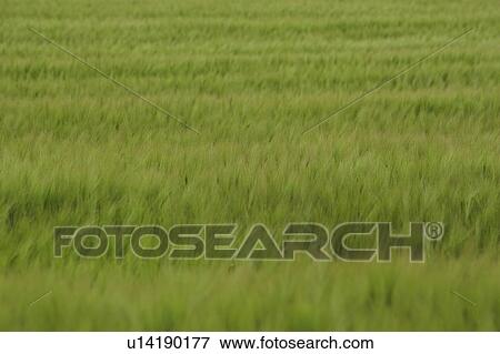 Stock Photo - Crop, Day, Defocused, Field, Full Frame. Fotosearch