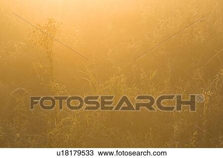 Stock Image - Crop, Dusk, Farm, Field, Full Frame. Fotosearch