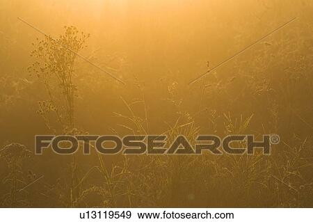 Stock Photo - Crop, Dusk, Farm, Field, Glow. Fotosearch
