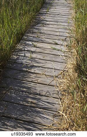 Stock Image - Crops, Vegetation, Nature, Serene, Scenics, Greenery. Fotosearch