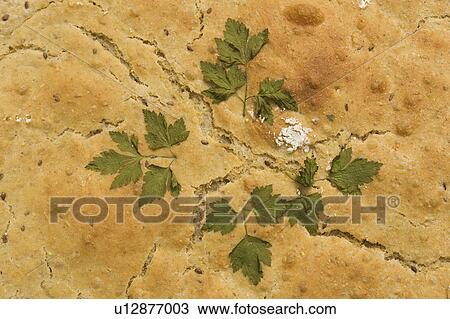 Crust, Food, Indoors View Large Photo Image Stock Image - Crust, Food, Indoors. Fotosearch