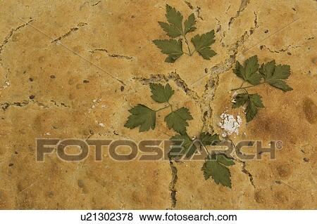Crust, Food View Large Photo Image Stock Photo - Crust, Food. Fotosearch