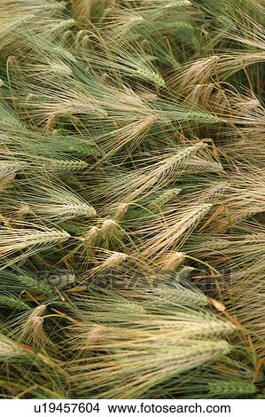 Picture - cultivation, grain, produce, lawn, grass, summer. Fotosearch