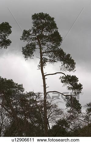 Stock Image - dark, dusk, outdoor, nature, natural, environment. Fotosearch