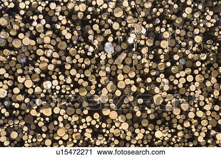 Day, Deforestation, Full Frame, Log View Large Photo Image Stock Image - Day, Deforestation, Full Frame, Log. Fotosearch