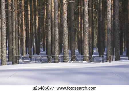 Day, Dense, Forest, Landscape View Large Photo Image Stock Photo - Day, Dense, Forest, Landscape. Fotosearch