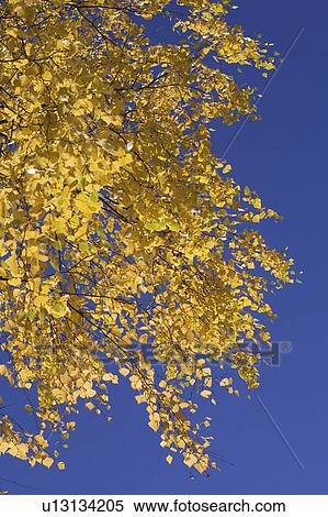Stock Photography - Day, Dense, High Section, Leaf, Leaves. Fotosearch