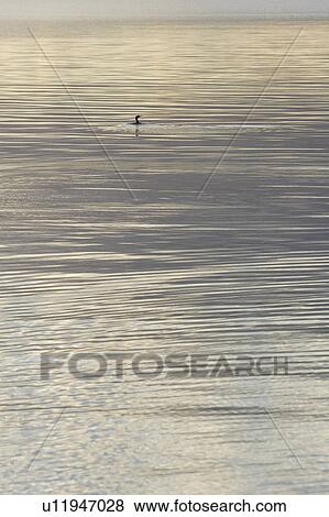 Stock Photo - Day, Distant, Duck, Horizon Over Water. Fotosearch
