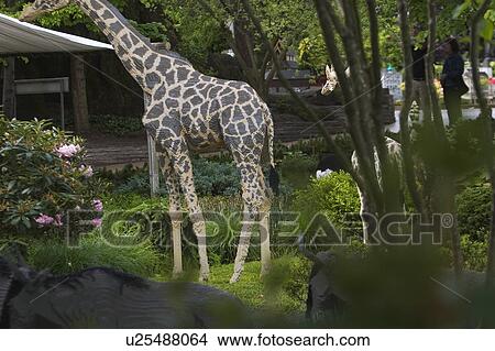 Day, Flora, Environment, Decorative, Animal Theme View Large Photo Image Picture - Day, Flora, Environment, Decorative, Animal Theme. Fotosearch