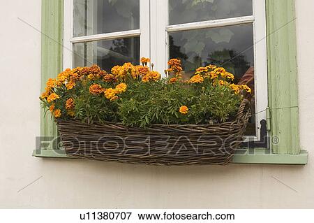 Stock Photo - Day, Flowers. Fotosearch