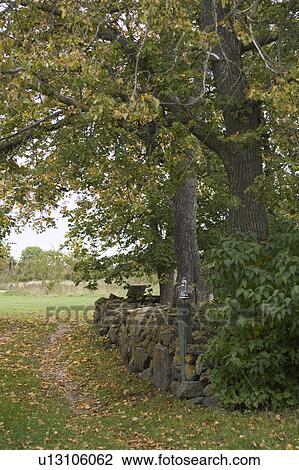 Day, Focus On Foreground, Garden, Grass, Green View Large Photo Image Stock Image - Day, Focus On Foreground, Garden, Grass, Green. Fotosearch
