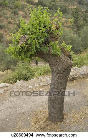 Picture - Day, Focus On Foreground, Grass, Green. Fotosearch