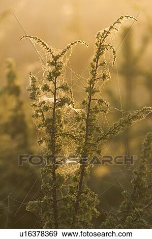 Stock Photo - Day, Focus On Foreground, Green, Non-Urban Scene. Fotosearch