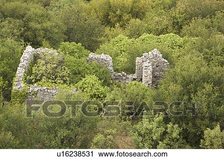 Stock Image - Day, Forest, Green. Fotosearch