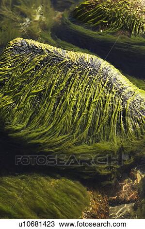 Day, Green, Mossy, Nature View Large Photo Image Stock Image - Day, Green, Mossy, Nature. Fotosearch