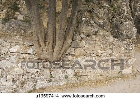 Picture - Day, Growth, Low Section. Fotosearch