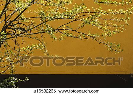 Stock Photography - Day, Outdoors, Plant, Branches, Detail, Leaves. Fotosearch