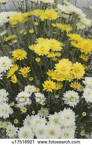 Stock Image - daytime, garden, lawn, landscape. Fotosearch