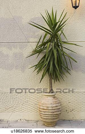 Stock Photography - Decorative, Bloom, Day, Close-Up, Blossom, Attractive. Fotosearch