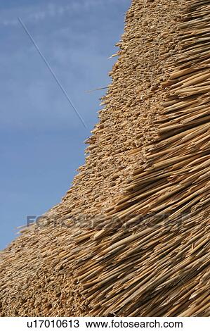 Stock Image - detail, palm, protection, structure, hay, constructed. Fotosearch