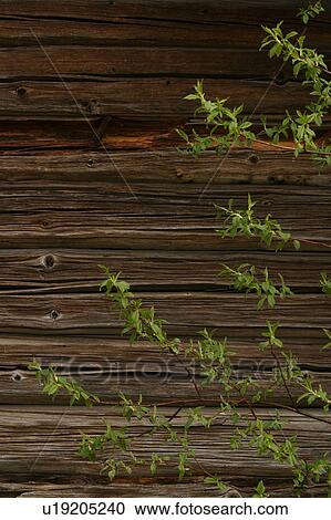 Stock Image - developed, building, cottage, construct, construction, appearance. Fotosearch