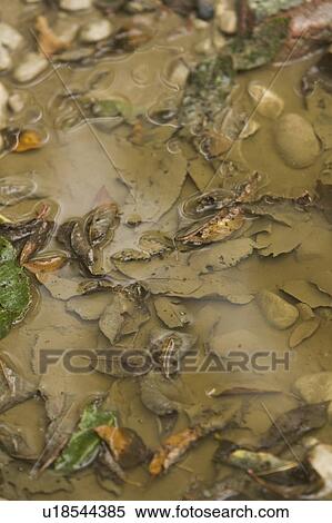 Directly Above, Leaf, Leaves, Muck View Large Photo Image Stock Photography - Directly Above, Leaf, Leaves, Muck. Fotosearch