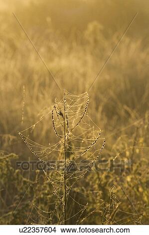 Picture - Dusk, Field, Focus On Foreground, Meadow. Fotosearch